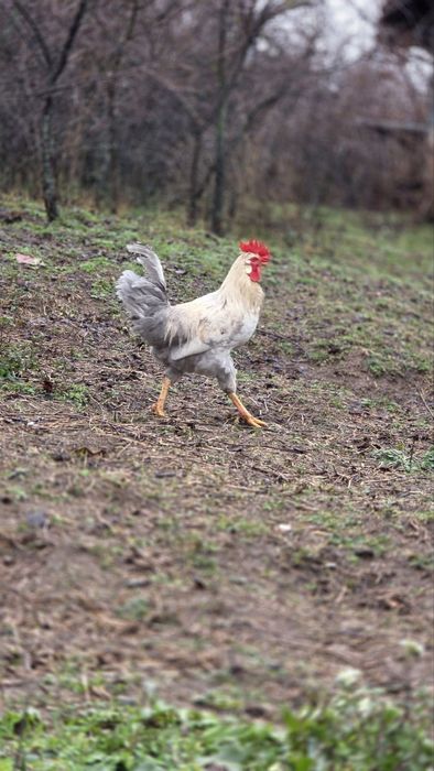 Петли различни породи.