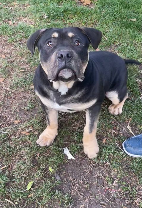 Американско були покет