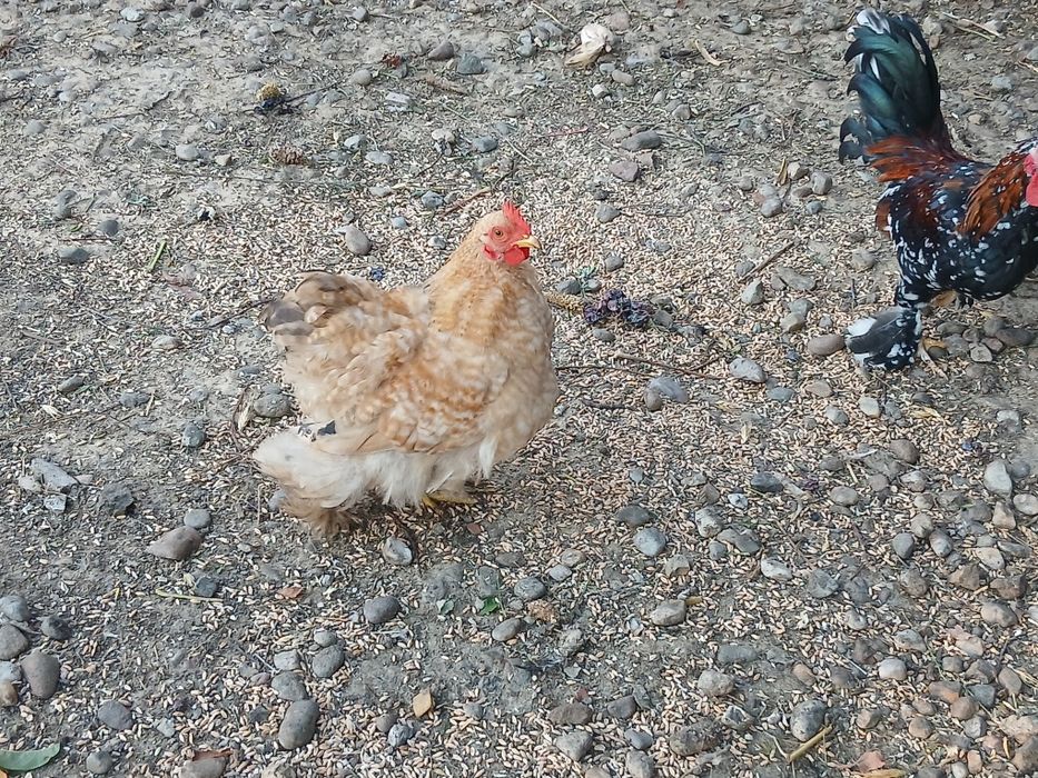 Găini cochinchina pitic