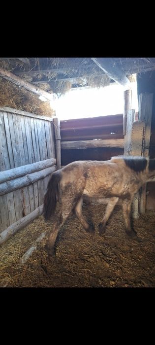 Продаются  жабағы