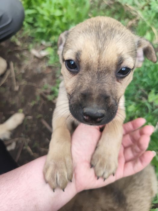 Щенок девочка собака сука ищет себе семью