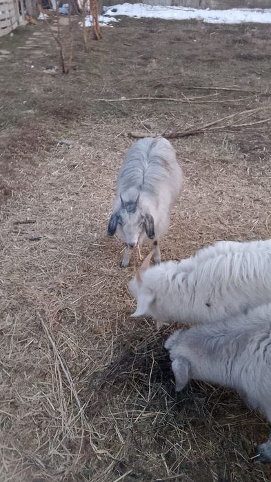 Козы, козы , козы