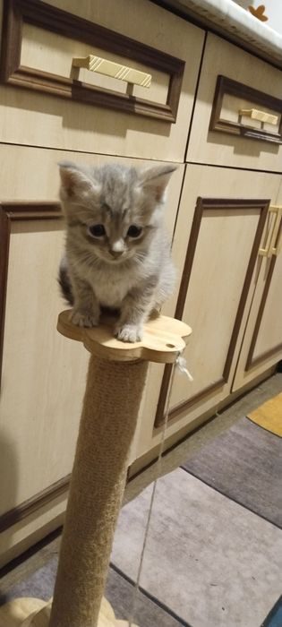 Шотландские котята ...