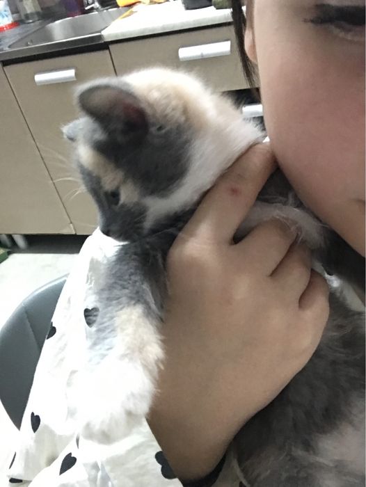 Продам котенка , девочка