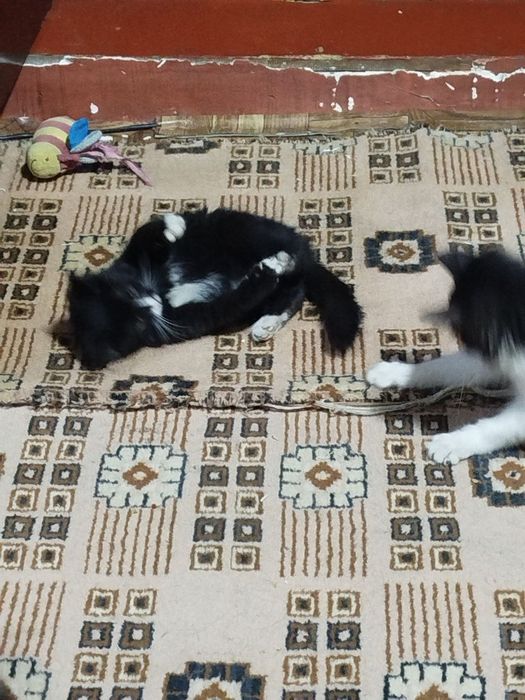 Котята 5 месяцев в хорошие руки