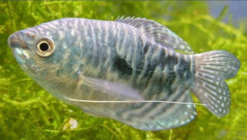 Рыбка Гурами мраморный