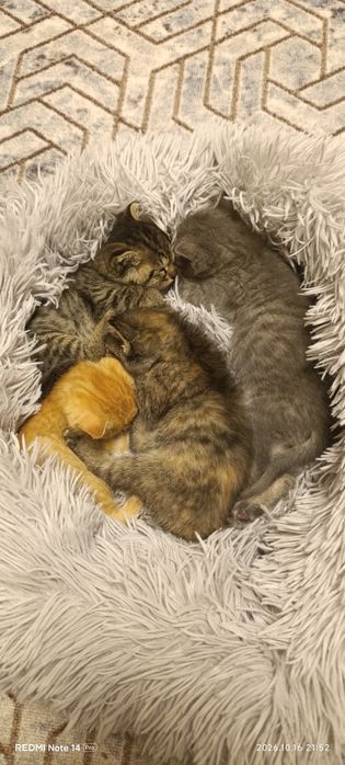 Котята в добрые руки бесплатно
