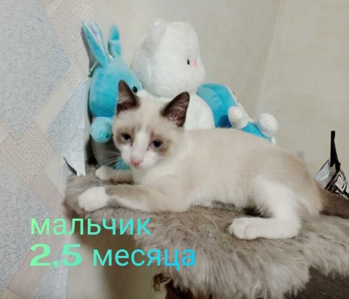 Отдам котят в добрые руки