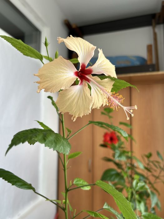 Гибискус 10 сортов