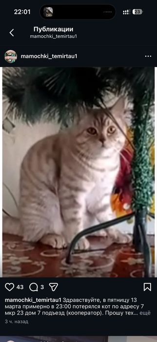 Потерялся кот…..