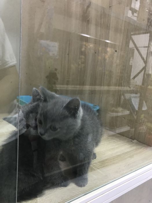 Шотландский скотч стрэйт 55kun