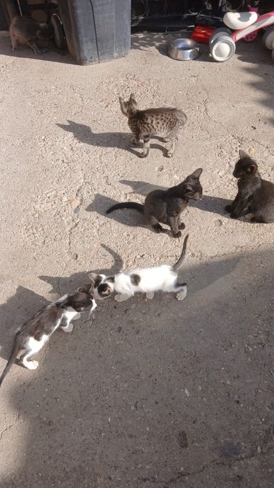 Donez pui de pisică