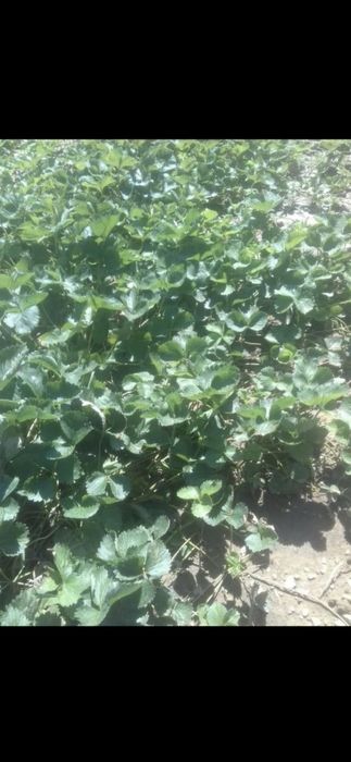 Stoloni capsuni soiul clery