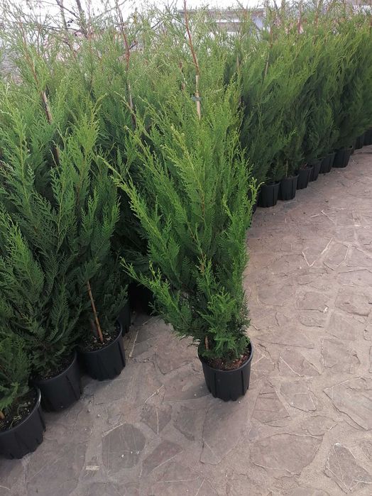 Mesteacăn, Magnolie, Brazi, Tuia, Catalpa, Prunus.