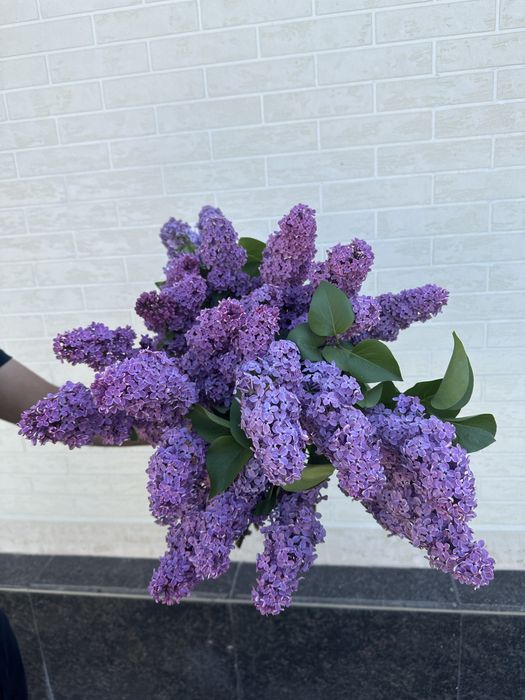 Сирень в пучках для букетов