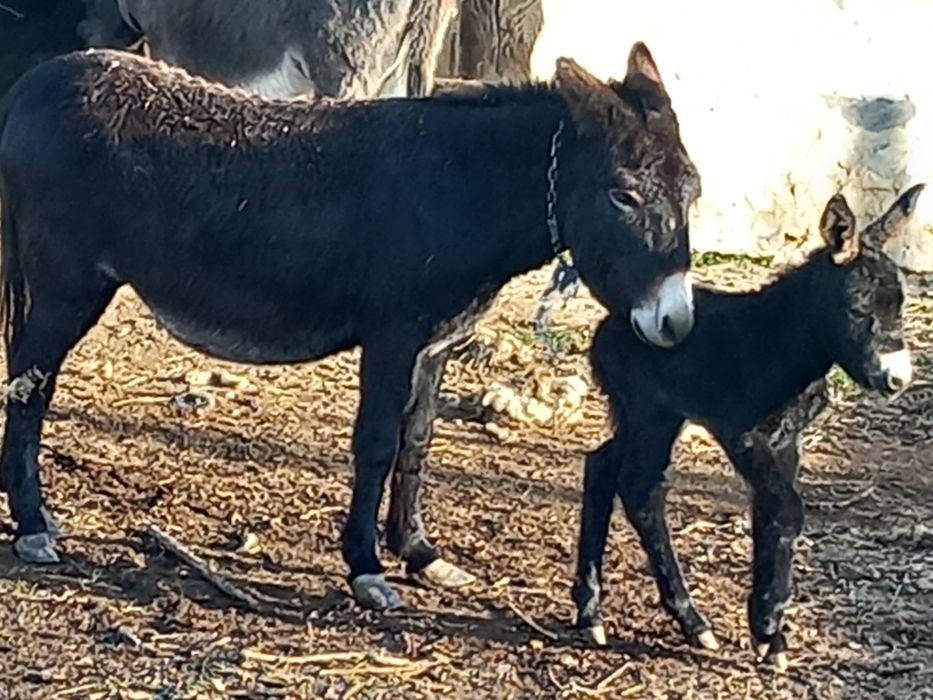 Vând lapte de Măgăriță jud. Constanța