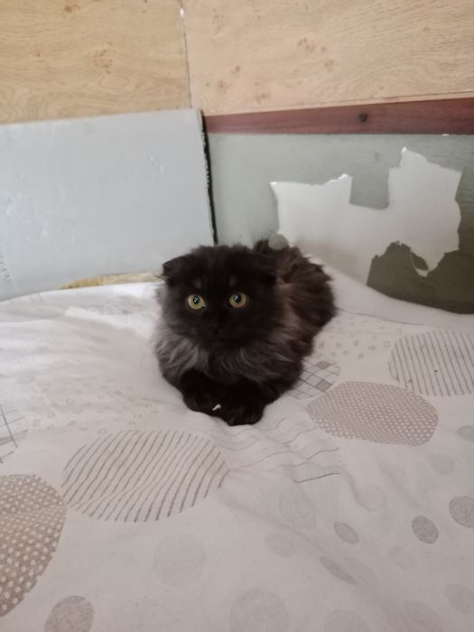 Называется Симба