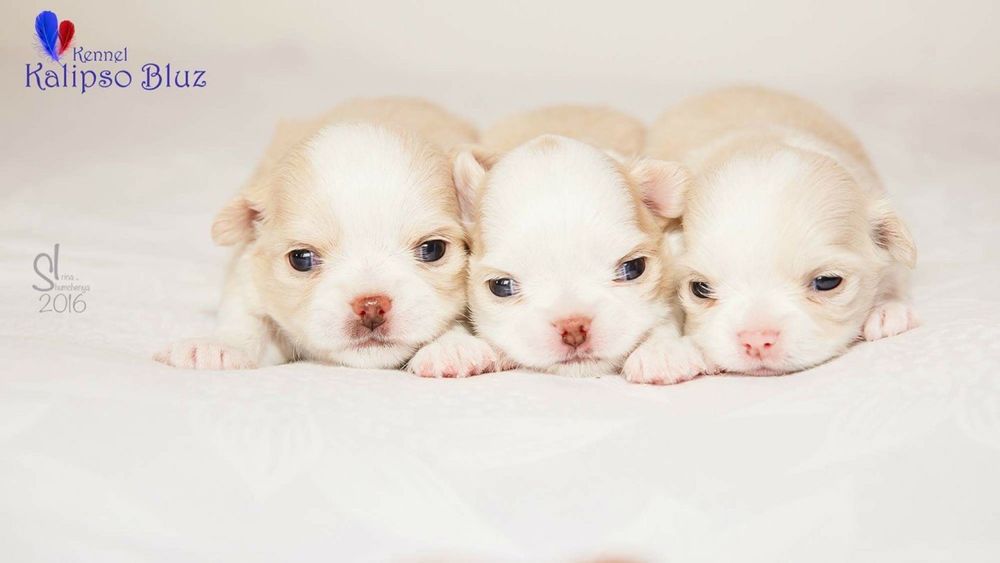 Чихуахуа, щенки , мальчики и девочки