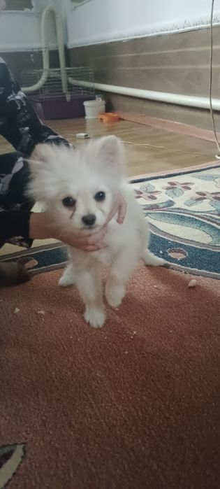 Собачка, мальчик, 3 мес. порода шпиц