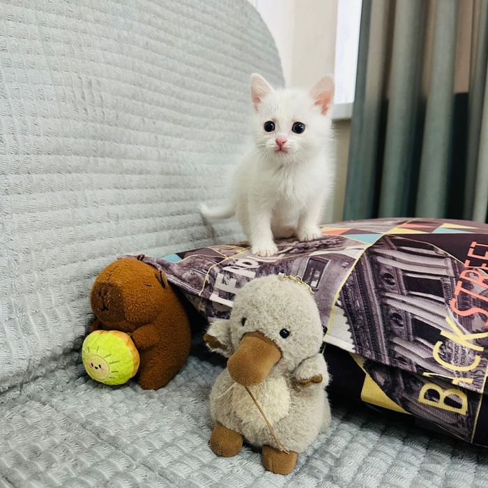 котенок в добрые руки