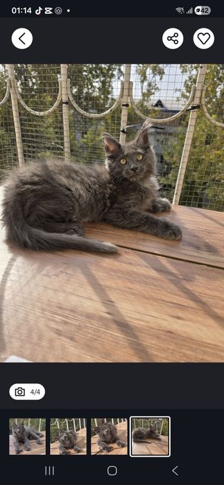 Пропала кошечка по клички лили