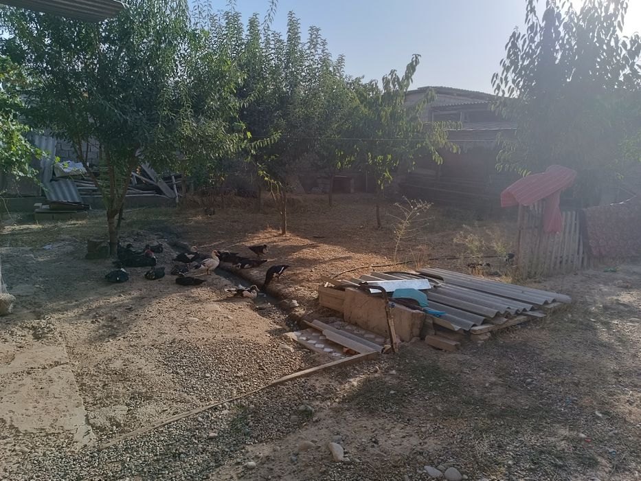 Hovli sotiladi 6 sotix