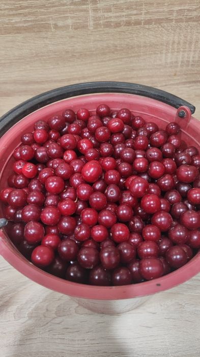 Продам домашнюю вишню