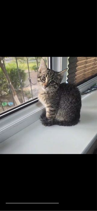 Отдаю драром котят в хорошие руки