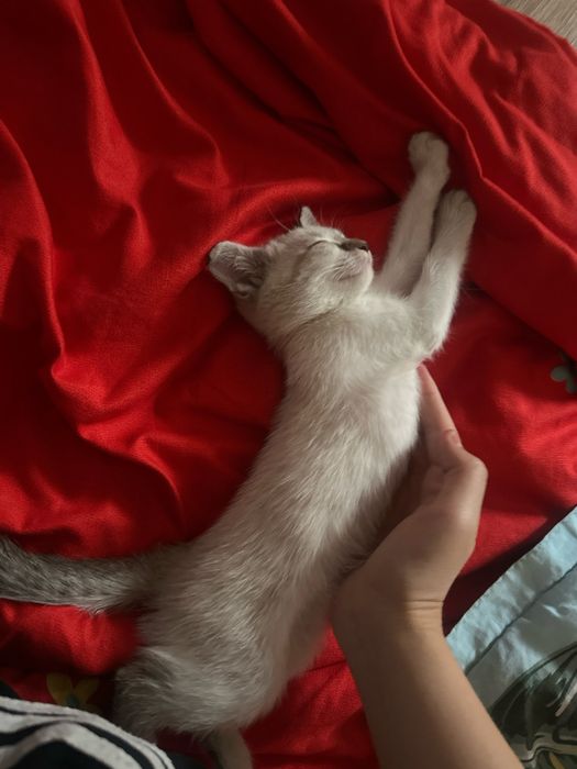 Котенок в хорошие руки