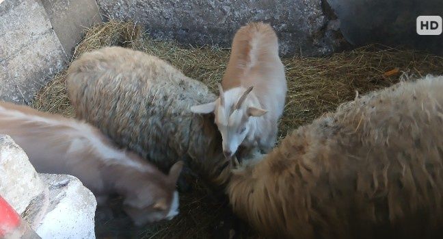 Vând căpriță de un an și. O capră care trebuie să fete și o oaie și mi