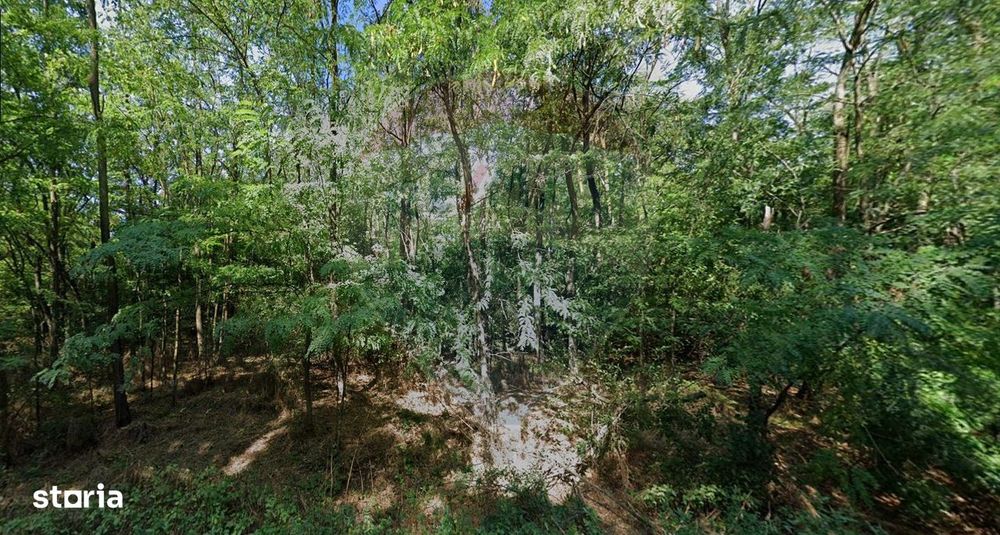 Teren 10,000mp Afumati | Padure | Soseaua Petrachioaia