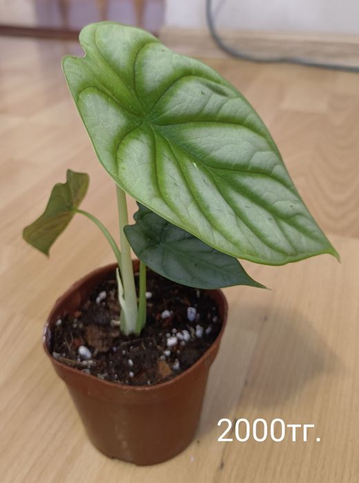 Продам алоказию Сильвер Драгон.