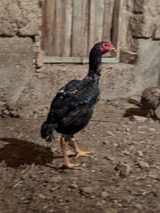 Бойцовый тауыктар сатылады