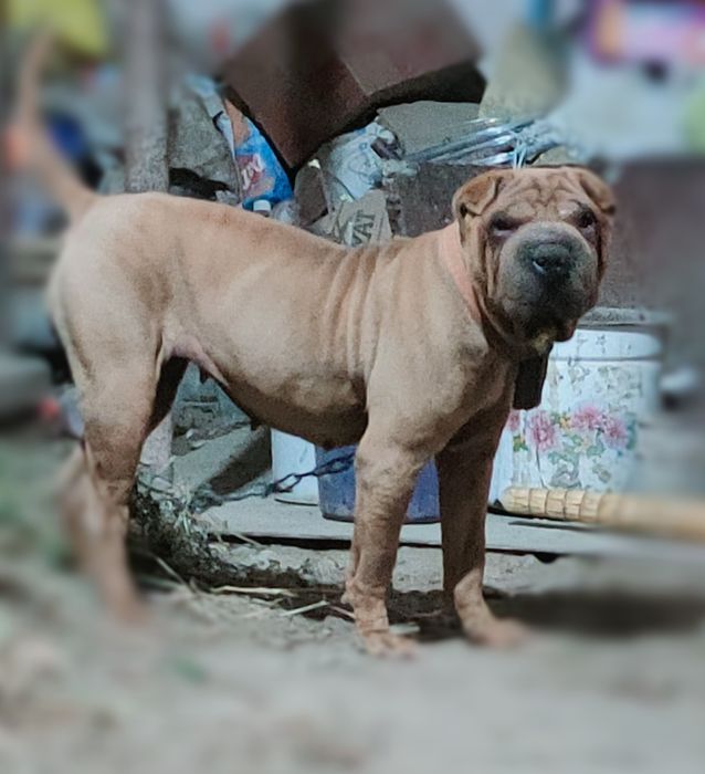 Paroda sharpey 1 yosh