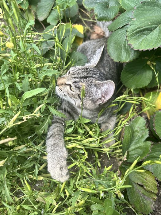 отдам молоденькую кошечку ( подросток)