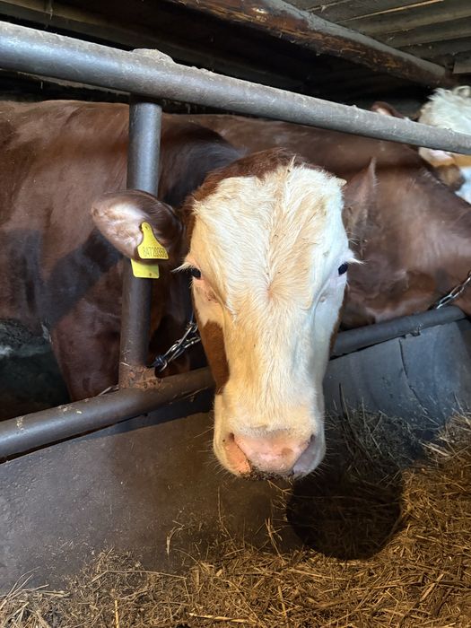 Продам быков и нетелей