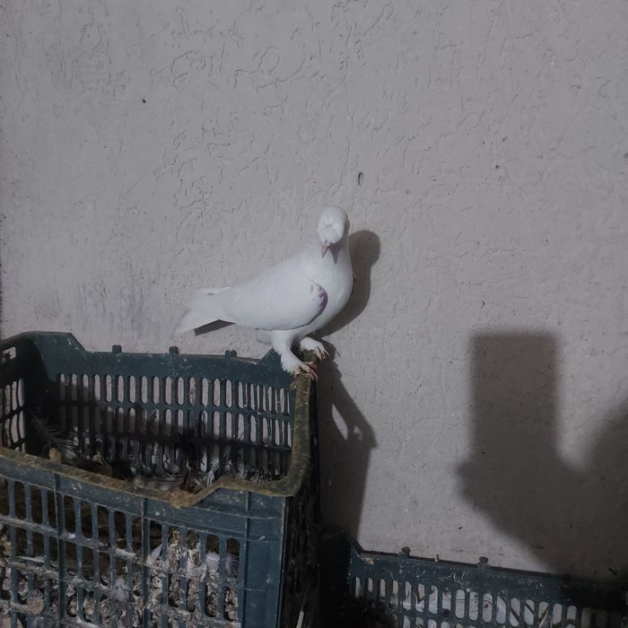 Бели насачуби такла самец