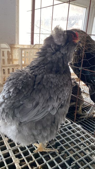 Araucana albastru 1+1 si cocos plymouth