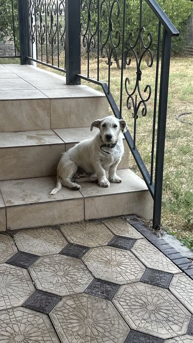 Лабрадор Ретривер Метис