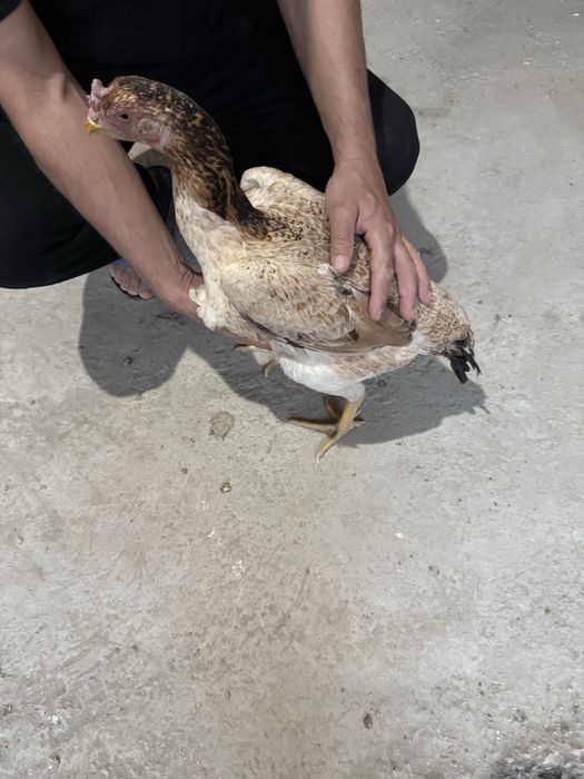 Сотилади мокиен корея шамо