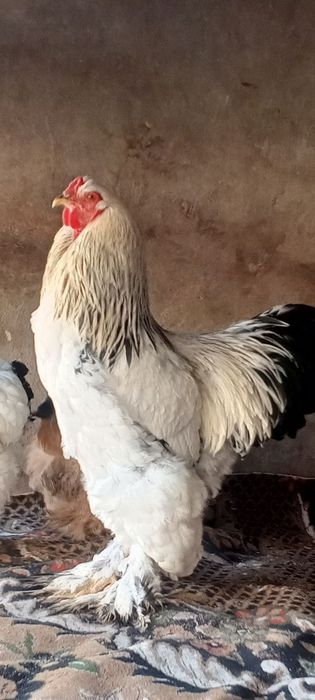 550 000 min brama horoz tuvuqlar