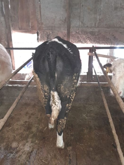 Продаётся  мясной