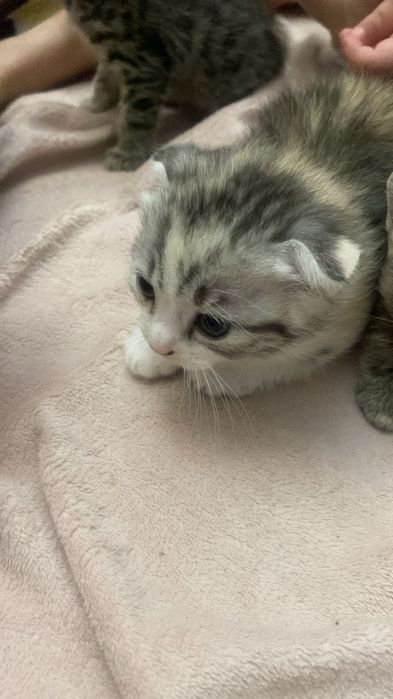 Шотландский чистокровный веслаухи  котята