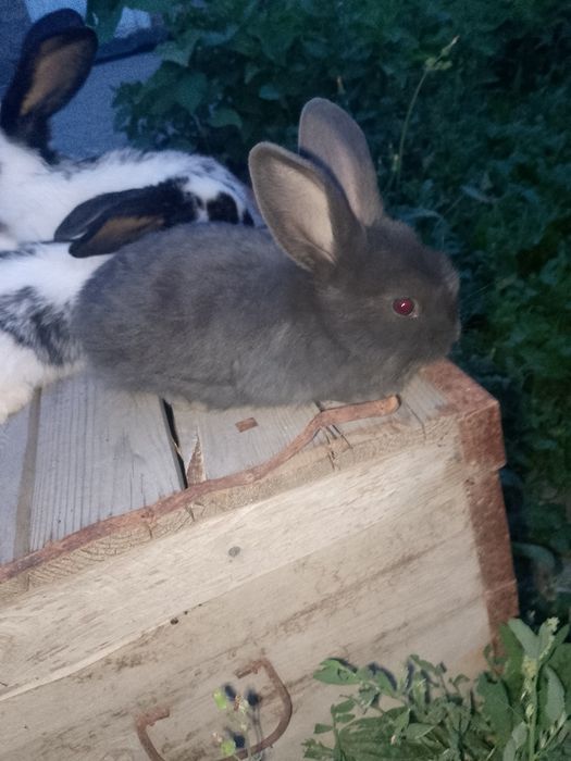 Strakach quyon bolalari sotiladi narxini kelishamiz