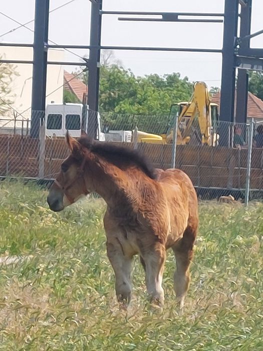 Vând iapă murgă de 5 ani cu mânză de 2 luni.