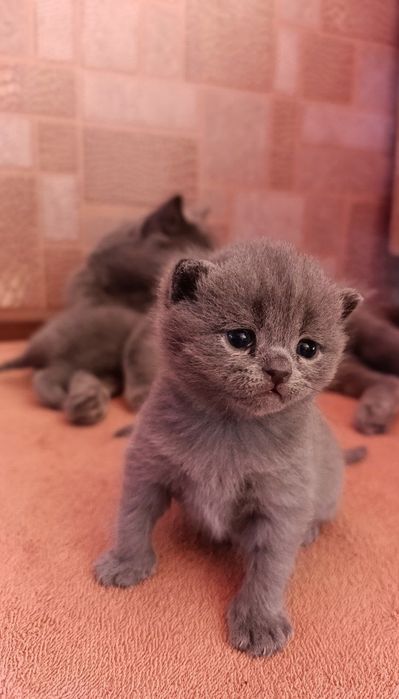 Порода:Британская короткошерстная