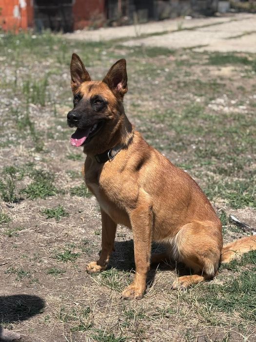 Ciobanesc belgian mălinos