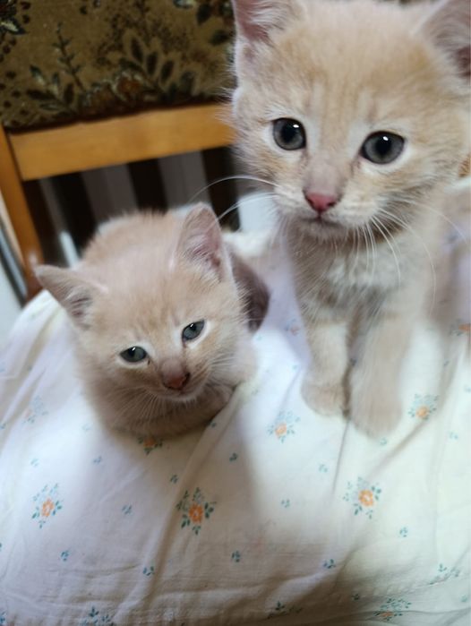 отдаем котят в добрые руки