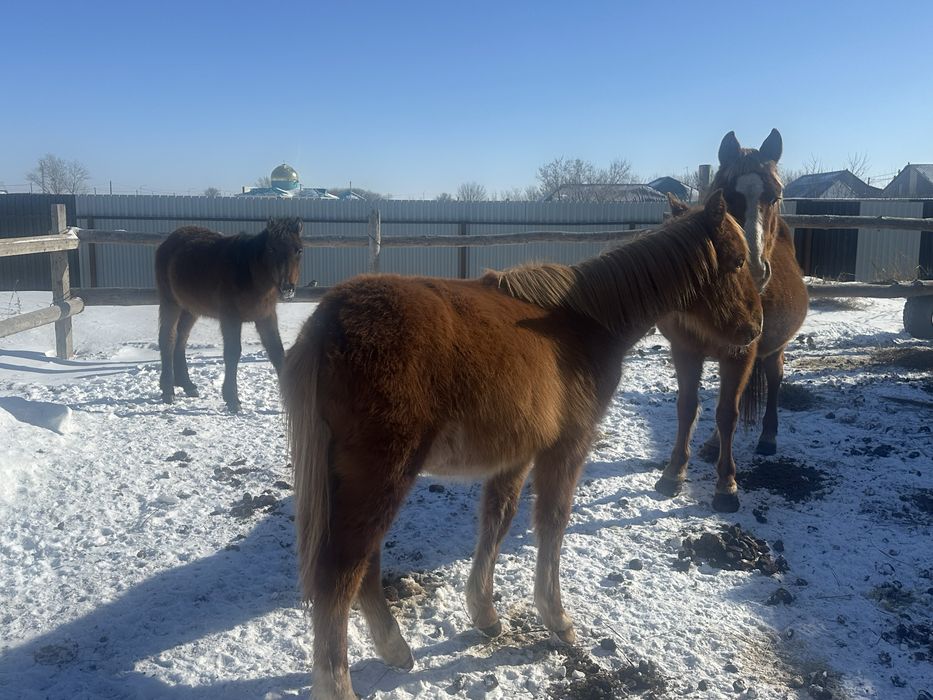 Лошади жеребята