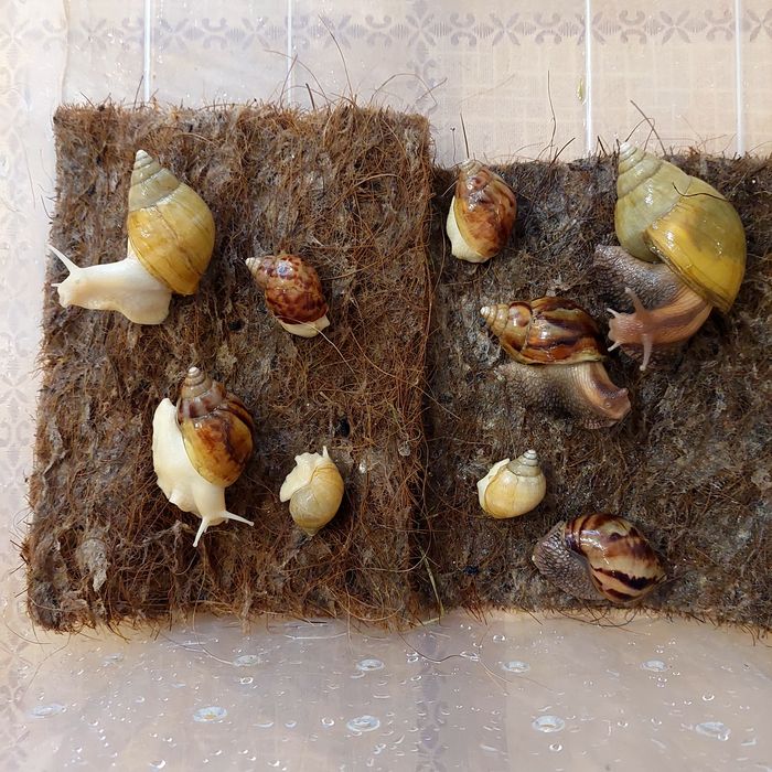 Продажа улитки Ахатины